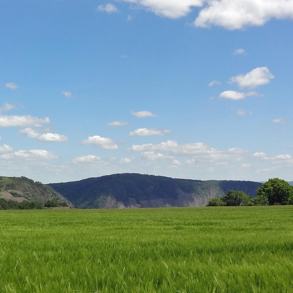 Man sieht im Vordergrund ein Getreidefeld auf dem Maifeld und im Hintergrund die Matthiaskapelle Kobern mit den Moselbergen.