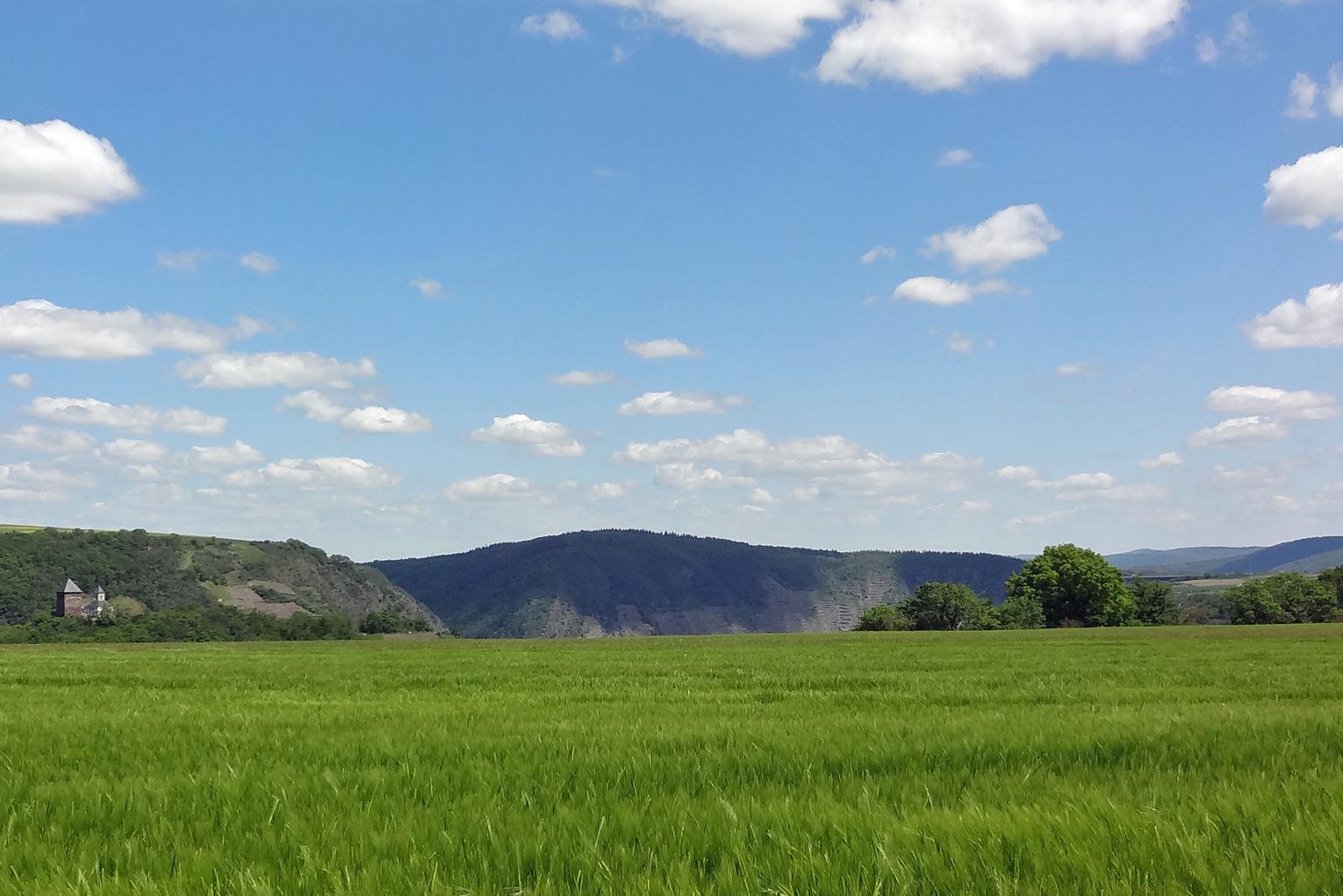 Man sieht im Vordergrund ein Getreidefeld auf dem Maifeld und im Hintergrund die Matthiaskapelle Kobern mit den Moselbergen.