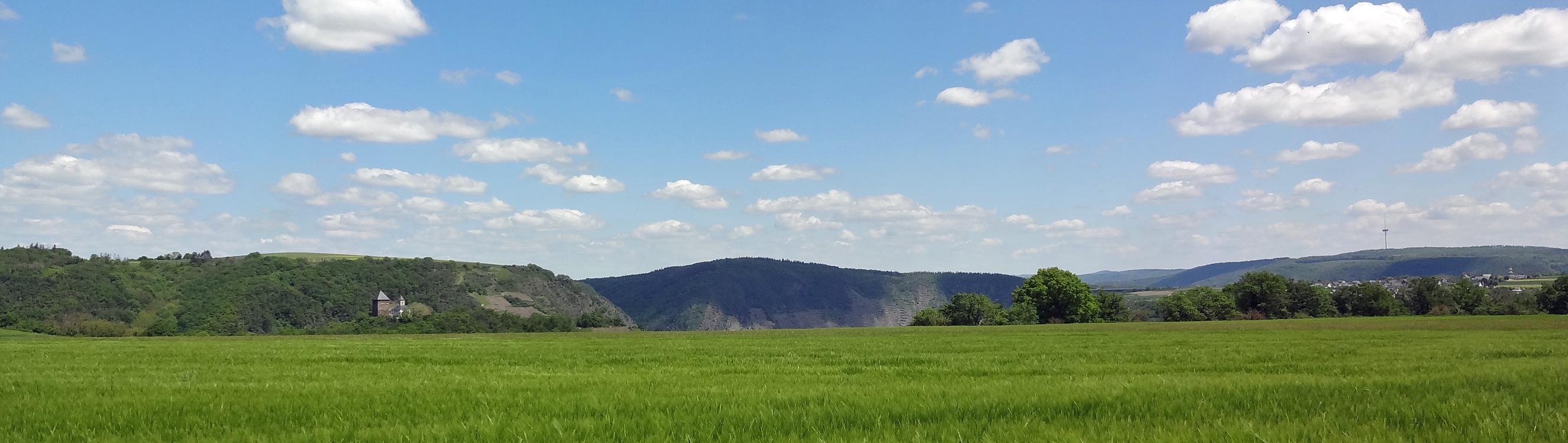 Man sieht im Vordergrund ein Getreidefeld auf dem Maifeld und im Hintergrund die Matthiaskapelle Kobern mit den Moselbergen.