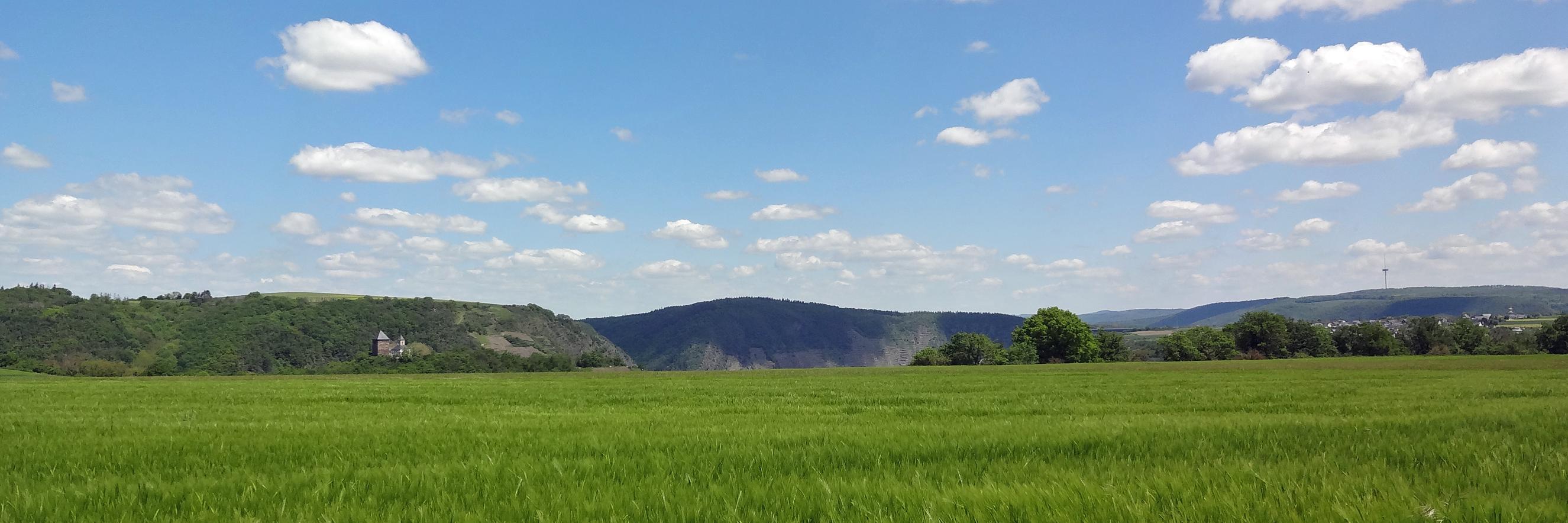 Man sieht im Vordergrund ein Getreidefeld auf dem Maifeld und im Hintergrund die Matthiaskapelle Kobern mit den Moselbergen.