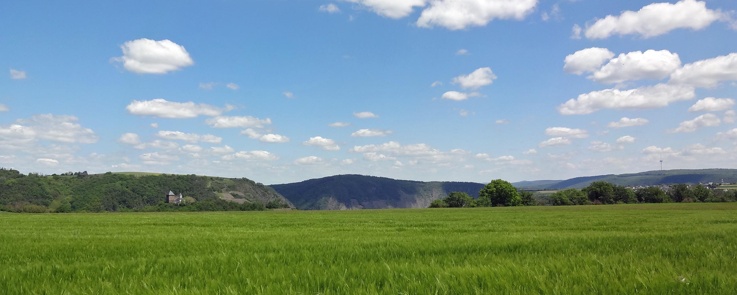 Man sieht im Vordergrund ein Getreidefeld auf dem Maifeld und im Hintergrund die Matthiaskapelle Kobern mit den Moselbergen.