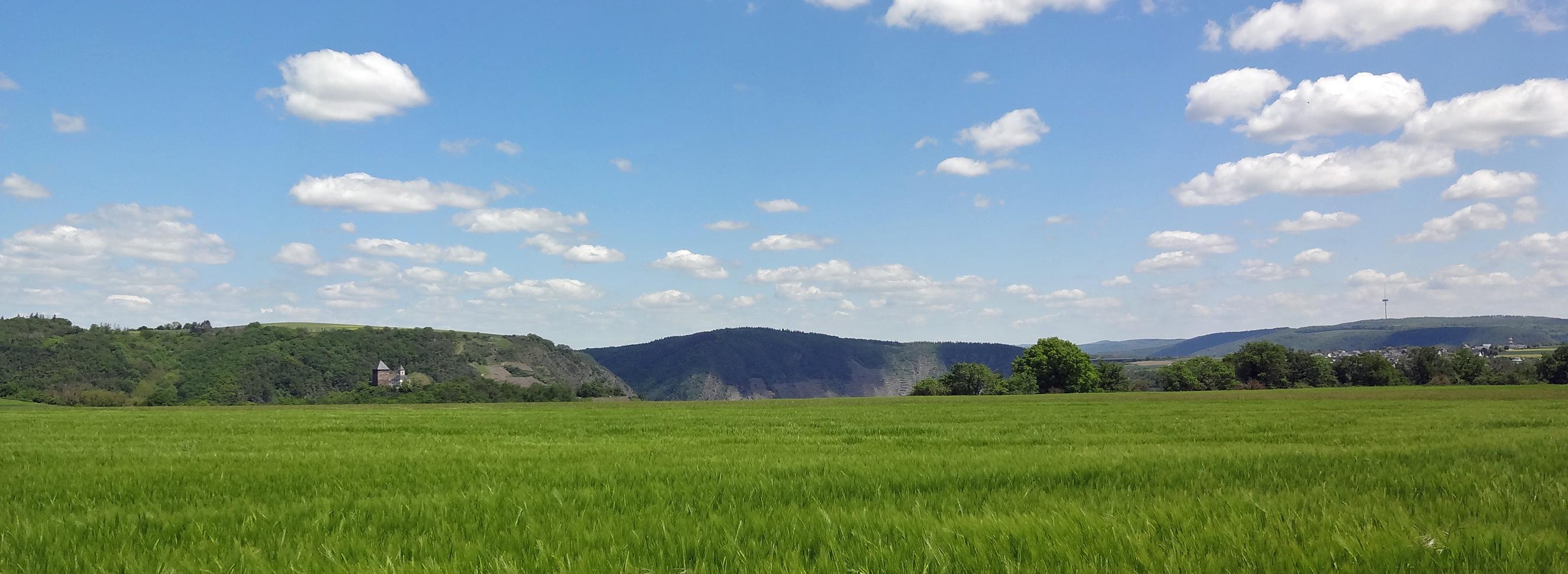 Man sieht im Vordergrund ein Getreidefeld auf dem Maifeld und im Hintergrund die Matthiaskapelle Kobern mit den Moselbergen.